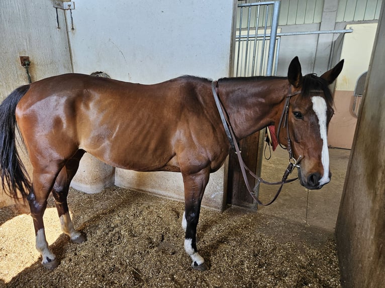Purosangue inglese Castrone 10 Anni 170 cm Baio in Cazzago San Martino