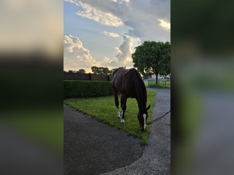 Purosangue inglese Castrone 10 Anni 170 cm Baio in Cazzago San Martino