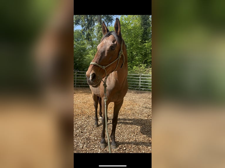 Purosangue inglese Castrone 10 Anni 170 cm Baio in Sulingen