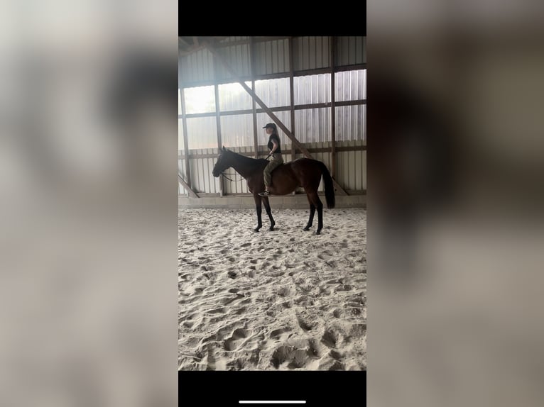 Purosangue inglese Castrone 10 Anni 170 cm Baio in Sulingen