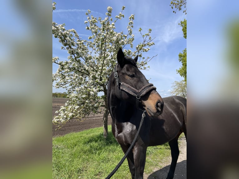 Purosangue inglese Castrone 10 Anni 170 cm Baio scuro in Gifhorn