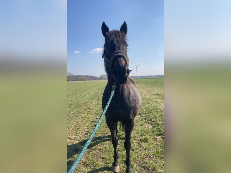 Purosangue inglese Castrone 10 Anni 170 cm Baio scuro in Gifhorn