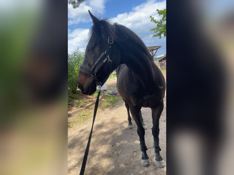 Purosangue inglese Castrone 10 Anni 170 cm Baio scuro in Gifhorn