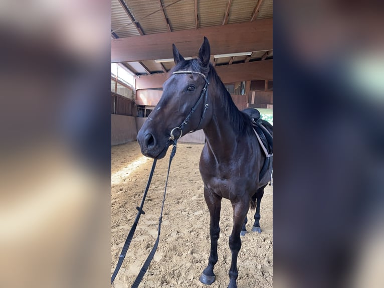 Purosangue inglese Castrone 10 Anni 170 cm Baio scuro in Gifhorn