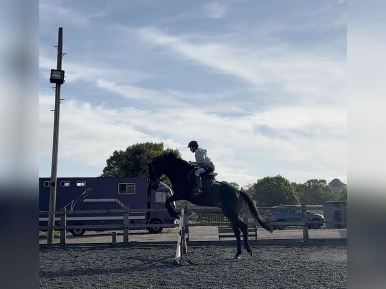 Purosangue inglese Castrone 10 Anni 173 cm Baio scuro in Horsforth