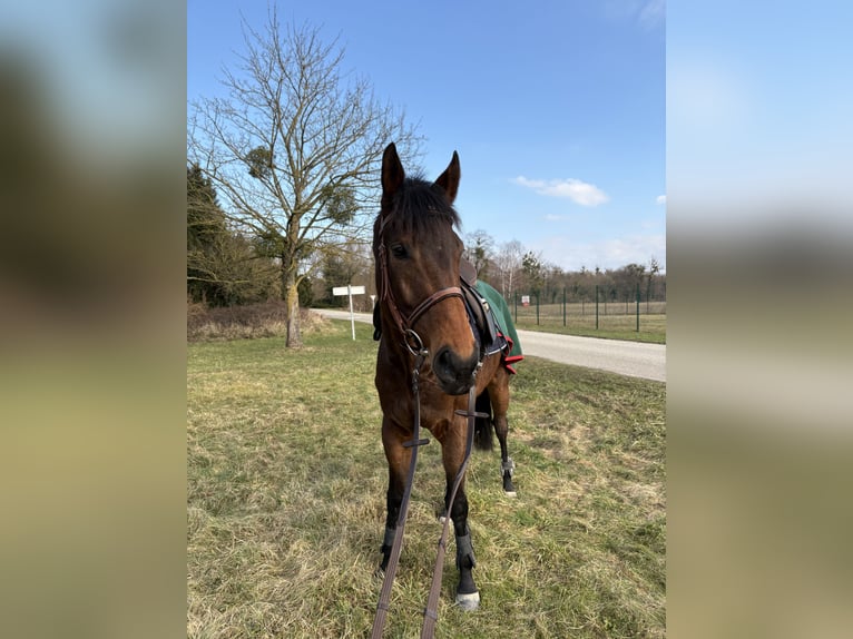 Purosangue inglese Castrone 10 Anni 175 cm Baio in Stattmatten