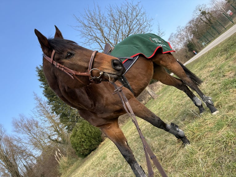 Purosangue inglese Castrone 10 Anni 175 cm Baio in Stattmatten