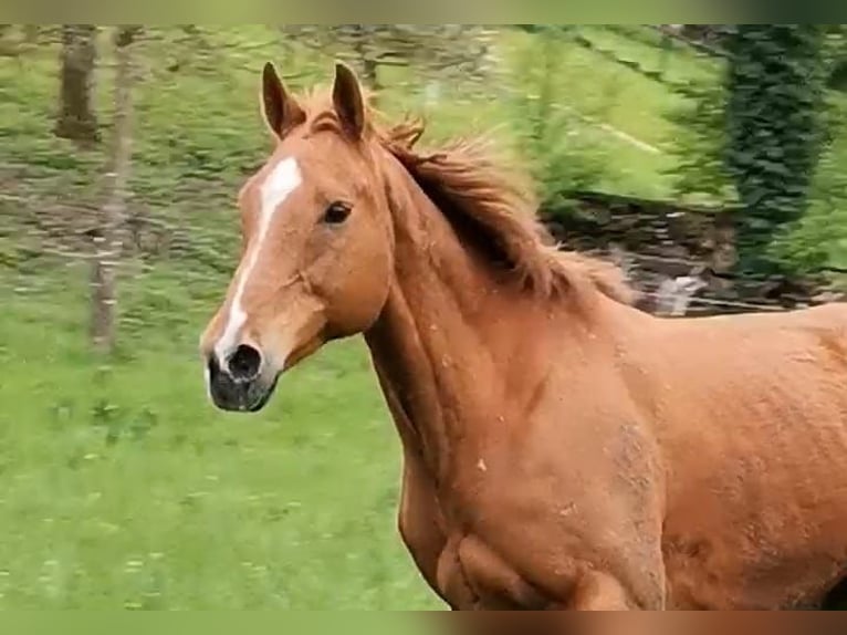 Purosangue inglese Castrone 10 Anni 175 cm Sauro in Rehlingen-Siersburg