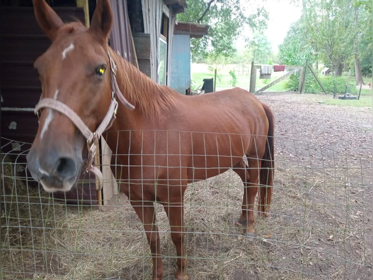 Purosangue inglese Castrone 11 Anni 152 cm Baio in Doerun