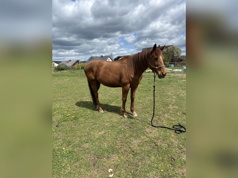 Purosangue inglese Castrone 11 Anni 160 cm Sauro in Reinsfeld