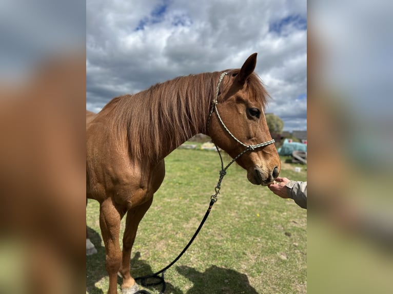 Purosangue inglese Castrone 11 Anni 160 cm Sauro in Reinsfeld