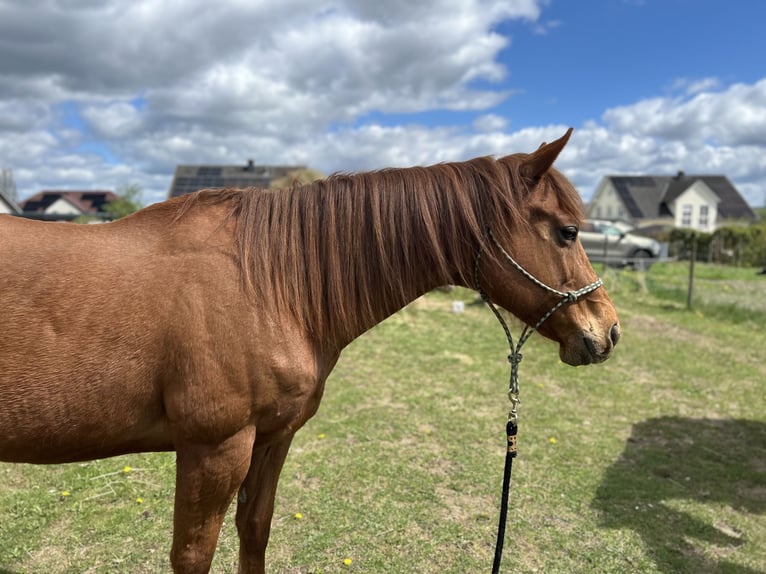 Purosangue inglese Castrone 11 Anni 160 cm Sauro in Reinsfeld