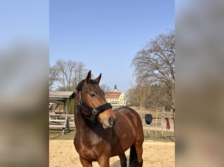 Purosangue inglese Castrone 11 Anni 162 cm Baio in Brüel