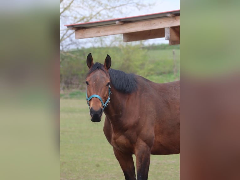 Purosangue inglese Castrone 11 Anni 162 cm Baio in Brüel