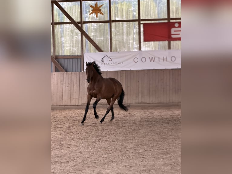 Purosangue inglese Castrone 11 Anni 162 cm Baio in Brüel