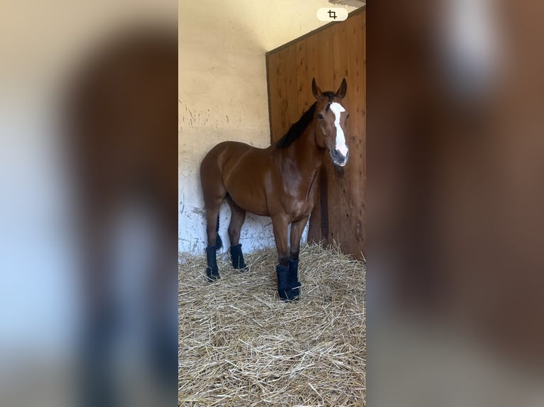 Purosangue inglese Castrone 11 Anni 162 cm Baio chiaro in Neuching