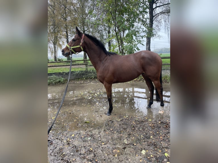 Purosangue inglese Castrone 11 Anni 162 cm Baio chiaro in Neuching