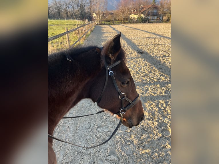 Purosangue inglese Castrone 11 Anni 162 cm Baio nero in Crozet