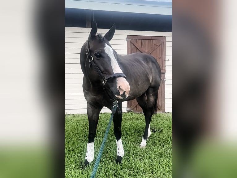 Purosangue inglese Castrone 11 Anni 163 cm Baio scuro in Stuart