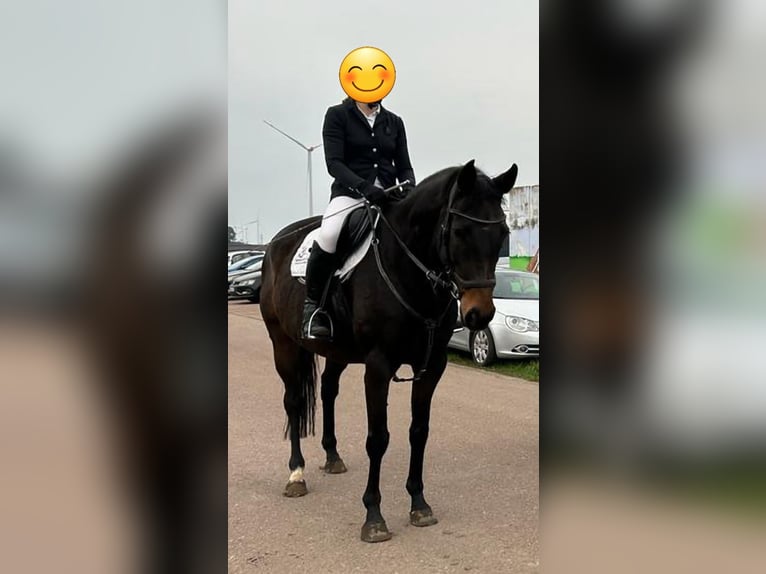 Purosangue inglese Castrone 11 Anni 167 cm Baio scuro in Aken