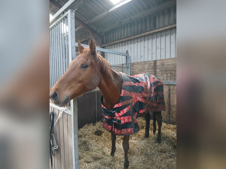 Purosangue inglese Castrone 11 Anni 168 cm Baio ciliegia in Winsum