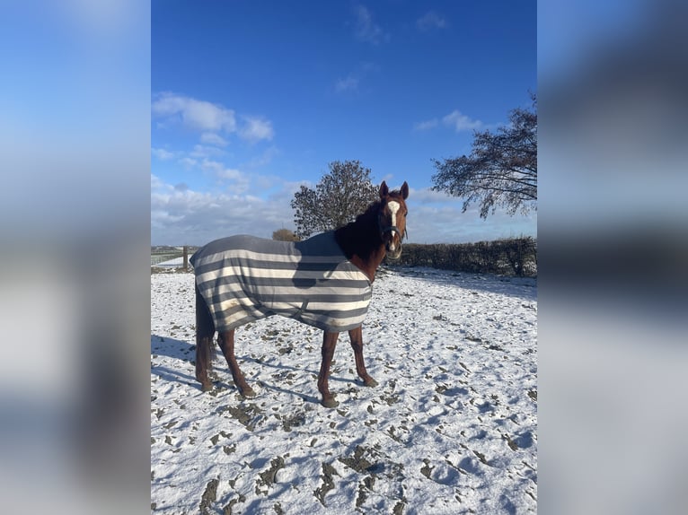 Purosangue inglese Castrone 11 Anni 168 cm Sauro in Feluy