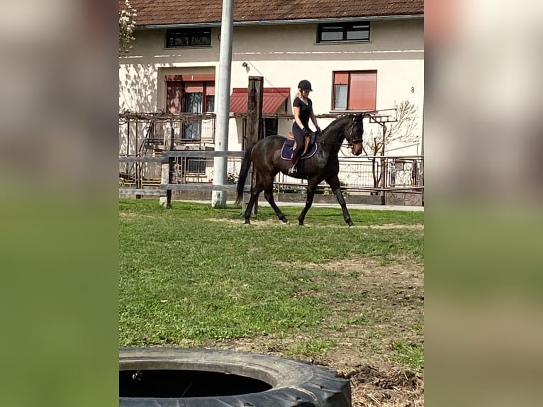 Purosangue inglese Castrone 11 Anni 170 cm Baio in Sljeme (Medvednica-Tomislavac)