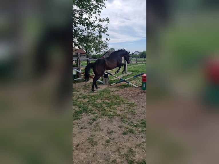 Purosangue inglese Castrone 11 Anni 170 cm Baio in Sljeme (Medvednica-Tomislavac)