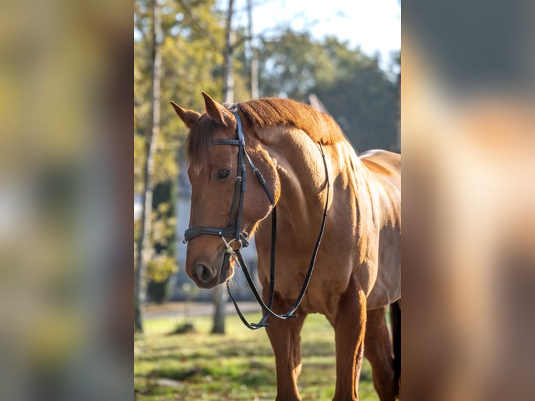 Purosangue inglese Castrone 11 Anni 170 cm Sauro scuro in Cestas