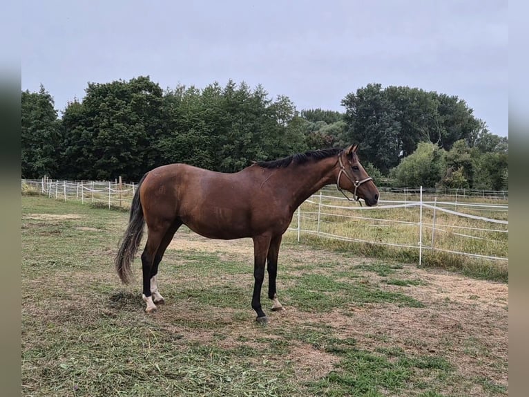 Purosangue inglese Castrone 11 Anni 172 cm Baio in Nidda