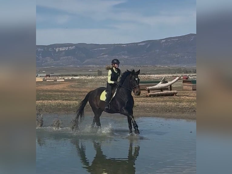 Purosangue inglese Castrone 11 Anni 172 cm Baio scuro in Mapleton, UT