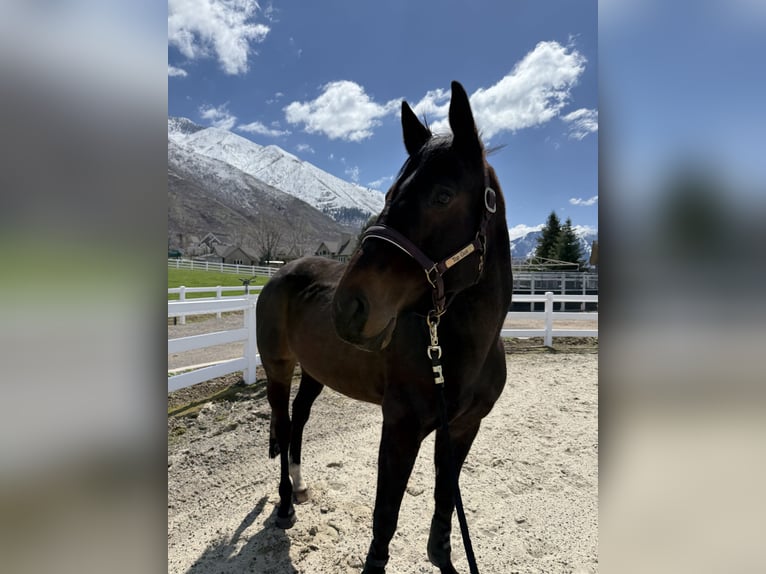 Purosangue inglese Castrone 11 Anni 172 cm Baio scuro in Mapleton, UT