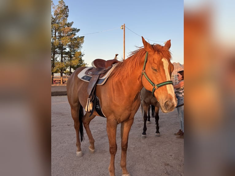Purosangue inglese Castrone 11 Anni 173 cm Sauro scuro in Mesa