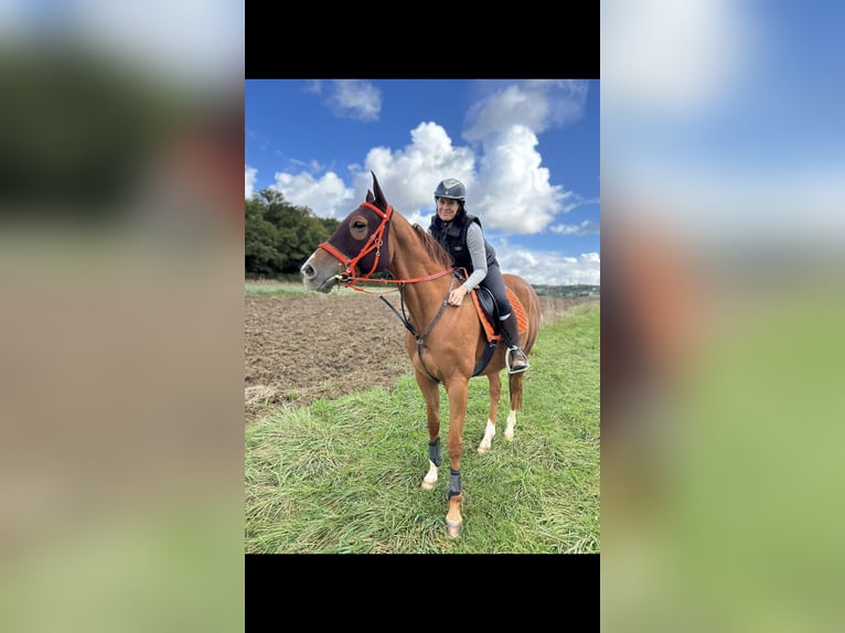 Purosangue inglese Castrone 11 Anni 175 cm Sauro in Rehlingen-Siersburg