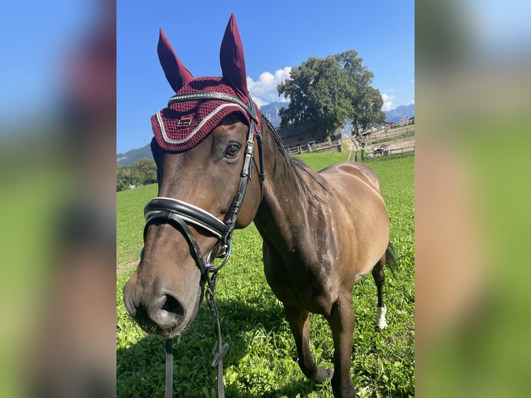 Purosangue inglese Castrone 12 Anni 160 cm Baio scuro in Lindach