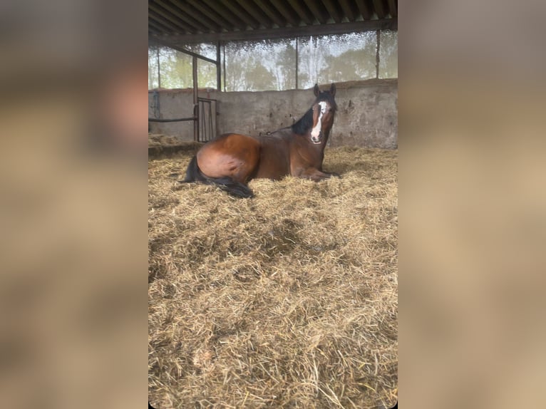 Purosangue inglese Castrone 12 Anni 160 cm Baio scuro in Windeck