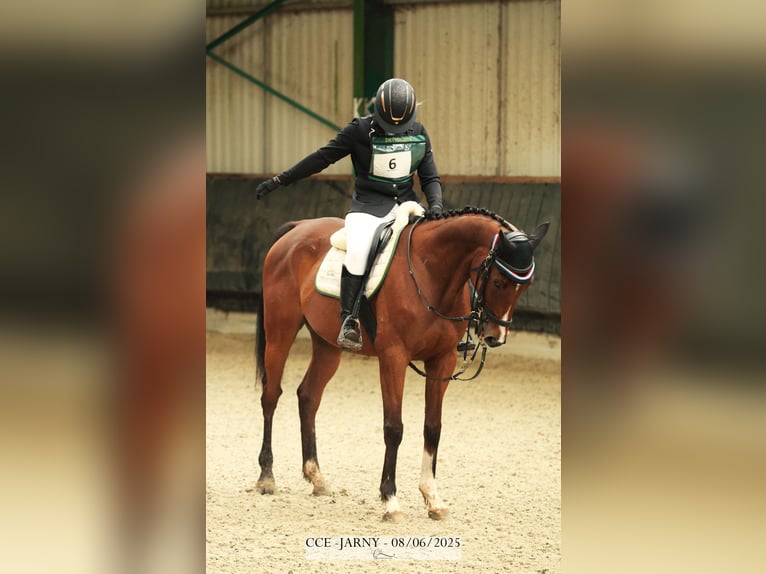 Purosangue inglese Castrone 12 Anni 162 cm Baio in Faulquemont