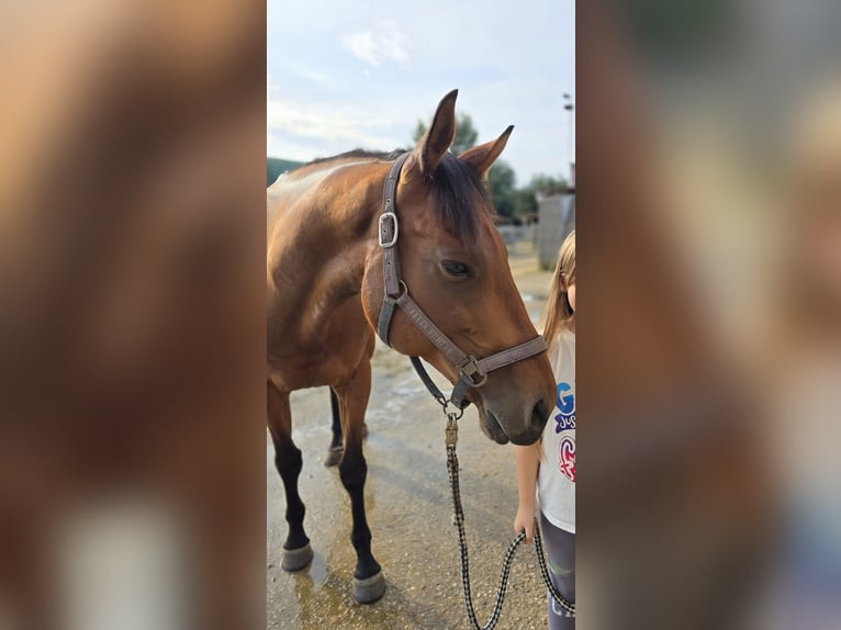 Purosangue inglese Castrone 12 Anni 162 cm Baio ciliegia in Bedburg