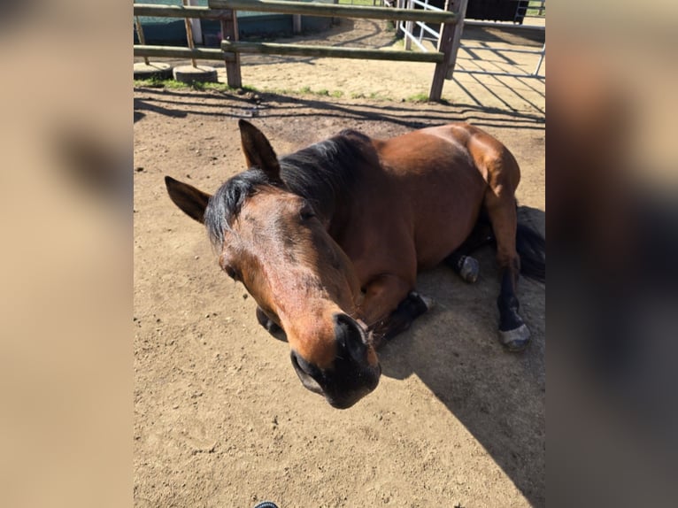 Purosangue inglese Castrone 12 Anni 162 cm Baio ciliegia in Bedburg