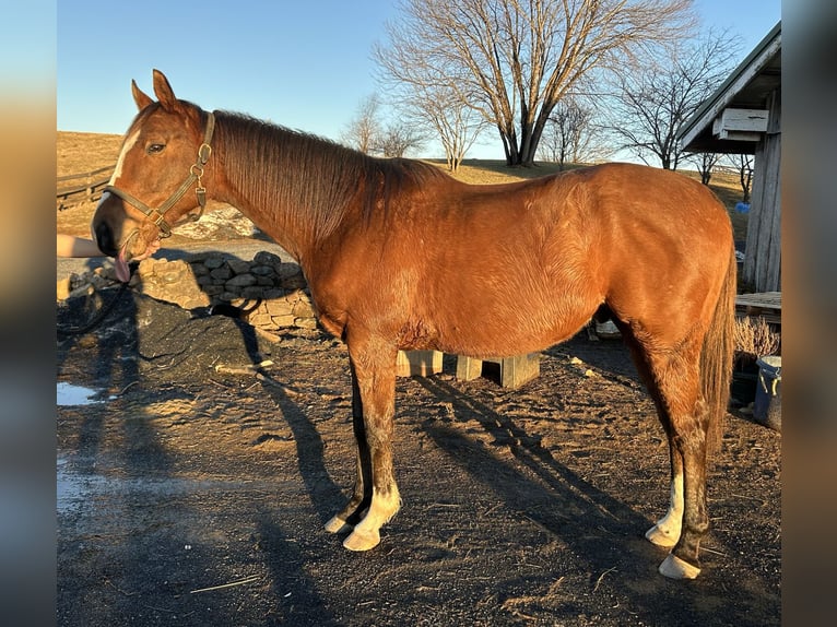 Purosangue inglese Castrone 12 Anni 163 cm Baio ciliegia in Hume, Virginia