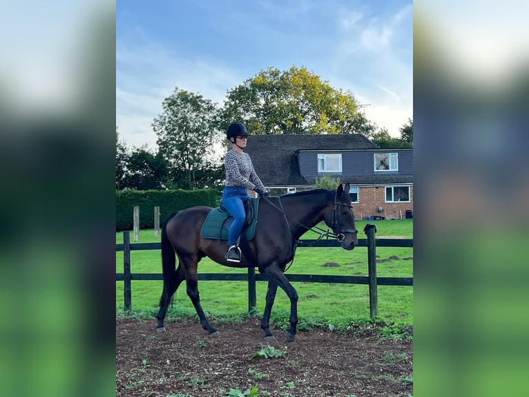 Purosangue inglese Castrone 12 Anni 163 cm Baio scuro in reading