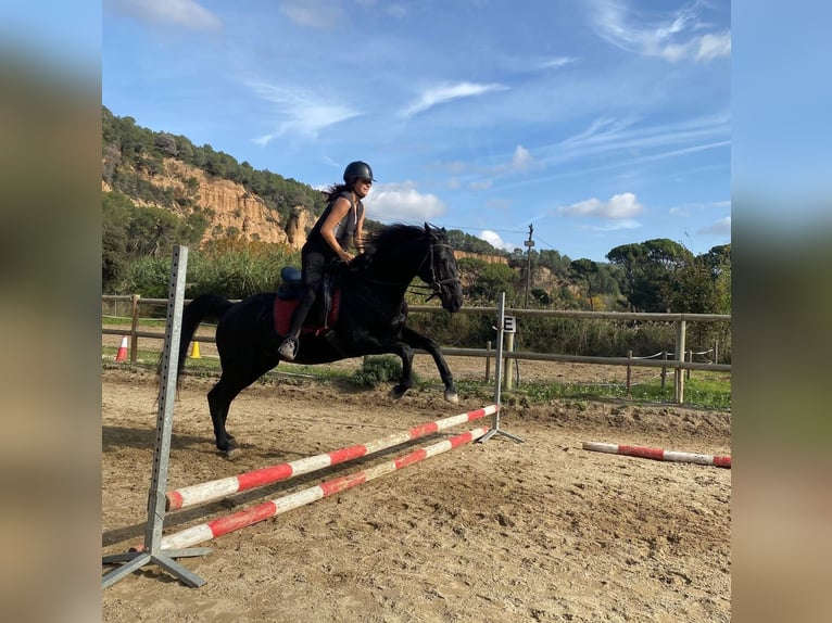 Purosangue inglese Castrone 12 Anni 164 cm Morello in Madrid