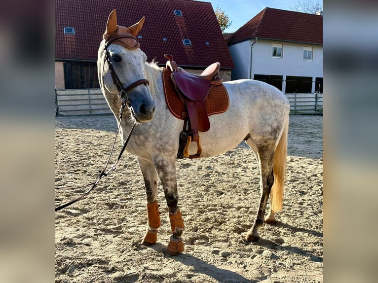 Purosangue inglese Castrone 12 Anni 165 cm Grigio in Geiselwind