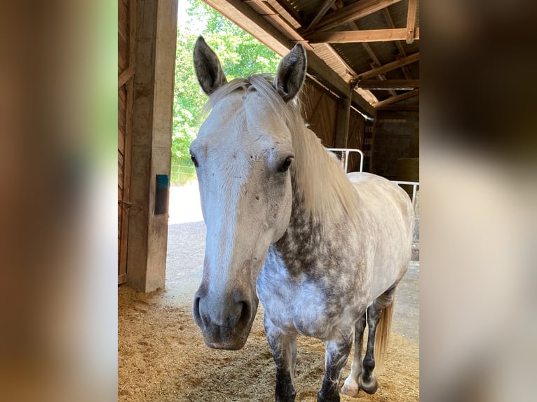 Purosangue inglese Castrone 12 Anni 165 cm Grigio in Geiselwind
