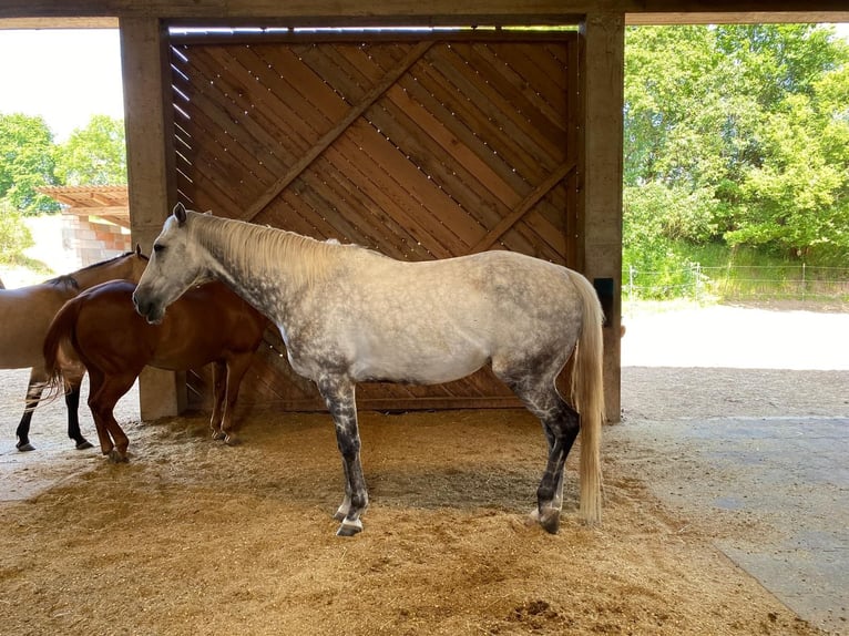 Purosangue inglese Castrone 12 Anni 165 cm Grigio in Geiselwind
