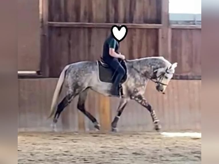 Purosangue inglese Castrone 12 Anni 165 cm Grigio in Geiselwind