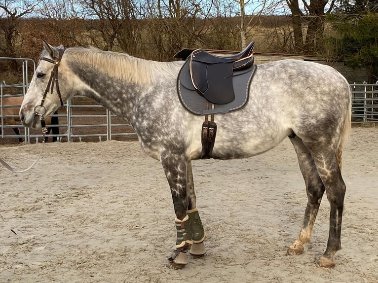 Purosangue inglese Castrone 12 Anni 165 cm Grigio in Geiselwind