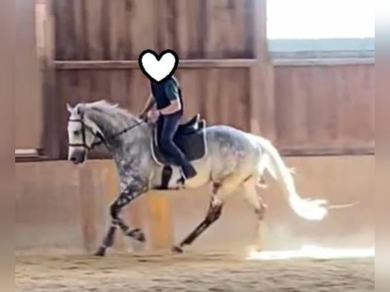 Purosangue inglese Castrone 12 Anni 165 cm Grigio in Geiselwind