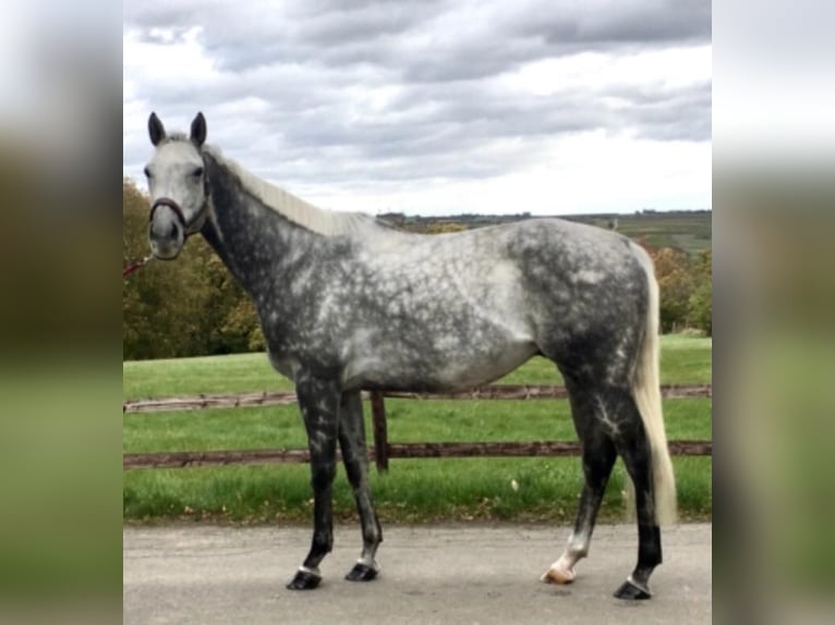 Purosangue inglese Castrone 12 Anni 165 cm Grigio in Geiselwind