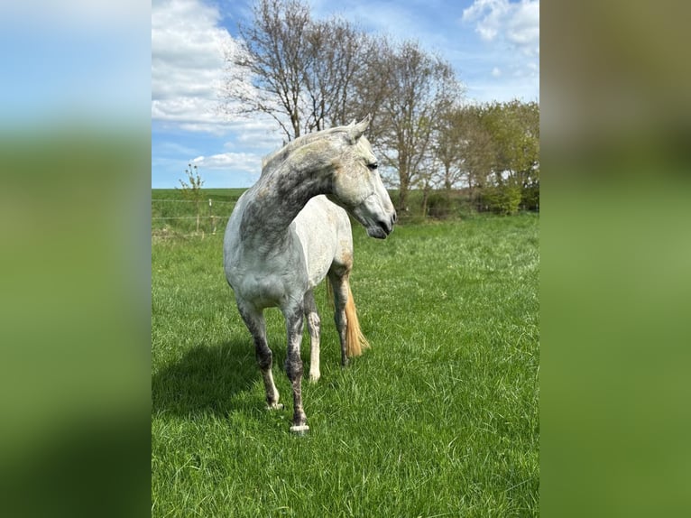 Purosangue inglese Castrone 12 Anni 165 cm Grigio in Geiselwind